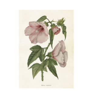 Poster med botaniskt motiv