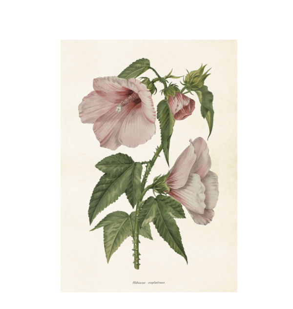 Poster med botaniskt motiv