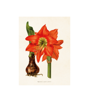 Poster Amaryllis från Sköna Ting