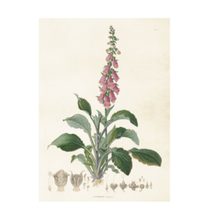 Stor poster med motiv av fingerborgsblomma