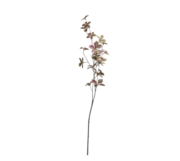Blomma