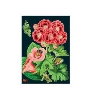 Greeting Card Geranium Blank