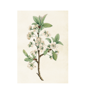 Poster Apple Blossom