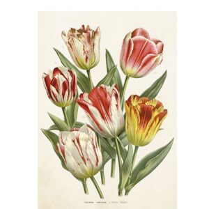 Greeting card Wild tulips