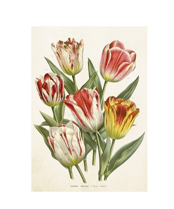 Greeting card Wild tulips