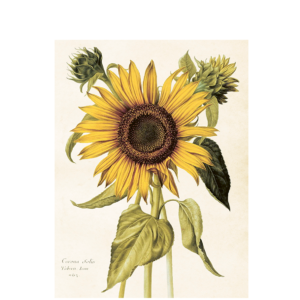 Poster Sunflower