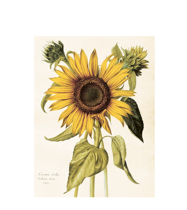 Poster Sunflower